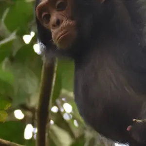 Explore Mountain Gorillas and Chimpanzee Safari Uganda for 5 days with Responsible Gorilla Trips and discover unforgettable experiences - Photo 9