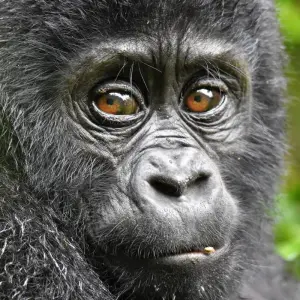 Explore 3Days Bwindi Mountain Gorilla Trekking Uganda Experience for 3 days with Responsible Gorilla Trips and discover unforgettable experiences - Photo 9