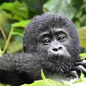 Explore Mountain Gorillas and Chimpanzee Safari Uganda for 5 days with Responsible Gorilla Trips and discover unforgettable experiences - Photo 10