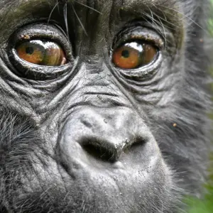 Explore 3Days Bwindi Mountain Gorilla Trekking Uganda Experience for 3 days with Responsible Gorilla Trips and discover unforgettable experiences - Photo 11