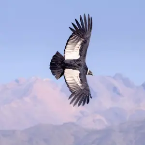 Explore 10 Days Treasures of Southern Peru for 10 days with Responsible Travel South America and discover unforgettable experiences - Photo 9