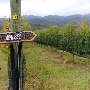 Explore 4 Days Wine & Andes Adventure in Mendoza for 4 days with Responsible Travel South America and discover unforgettable experiences - Photo 8