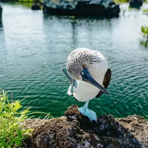 Explore 11 Days Single Gay Men Group Tour Ecuador and Galapagos Islands for 11 days with Responsible Travel South America and discover unforgettable experiences - Photo 5