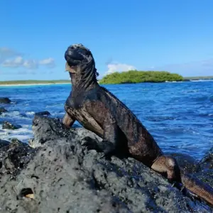 Explore 11 Days Single Gay Men Group Tour Ecuador and Galapagos Islands for 11 days with Responsible Travel South America and discover unforgettable experiences - Photo 6