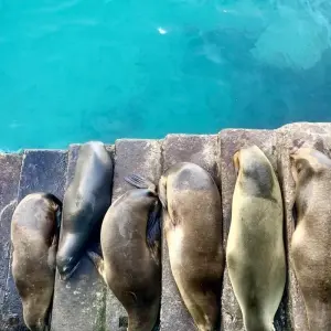 Explore 5 Days San Cristobal Island Wonders for 5 days with Responsible Travel South America and discover unforgettable experiences - Photo 2