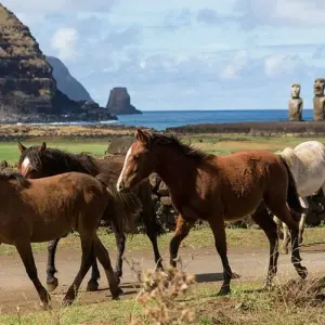 Explore 7 Days Discover the Mystical Easter Island for 7 days with Responsible Travel South America and discover unforgettable experiences - Photo 4