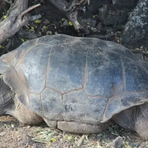 Explore 5 Days San Cristobal Island Wonders for 5 days with Responsible Travel South America and discover unforgettable experiences - Photo 3