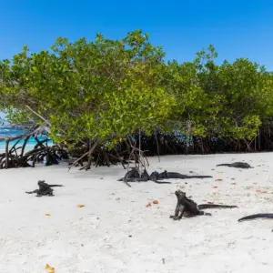 Explore 9 Days - Galapagos Multisport Luxury Experience for 9 days with Responsible Travel South America and discover unforgettable experiences - Photo 2