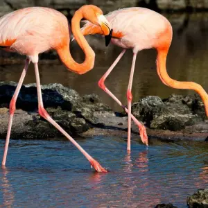 Explore 9 Days - Galapagos Multisport Luxury Experience for 9 days with Responsible Travel South America and discover unforgettable experiences - Photo 4