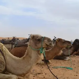 Explore North of Morocco Tour + the Blue City + Fez for 8 days with Ricks Voyage and discover unforgettable experiences - Photo 7