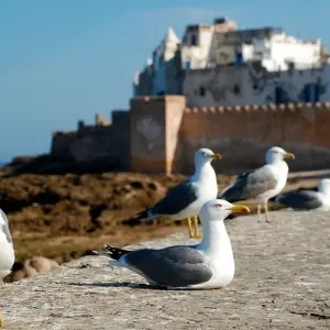 Explore Luxury and V.I.P. Marrakesh Stay for 5 days with Ricks Voyage and discover unforgettable experiences - Photo 6