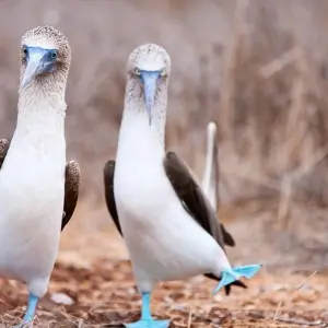 Explore 7 Days Galapagos Expedition: San Cristobal & Santa Cruz Island for 7 days with Responsible Travel South America and discover unforgettable experiences - Photo 5