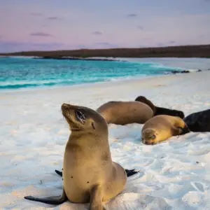 Explore 7 Days Galapagos Expedition: San Cristobal & Santa Cruz Island for 7 days with Responsible Travel South America and discover unforgettable experiences - Photo 6