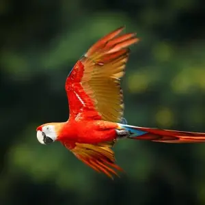 Explore 4 Days Amazon Lodge Cuyabeno Reserve for 4 days with Responsible Travel South America and discover unforgettable experiences - Photo 5