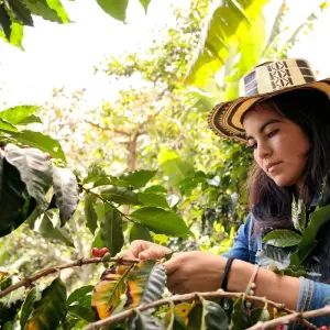 Explore 8 Days From Ruins to Roast: The Colombian Way for 8 days with Responsible Travel South America and discover unforgettable experiences - Photo 4