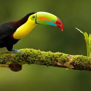 Explore 4 Days Amazon Lodge Cuyabeno Reserve for 4 days with Responsible Travel South America and discover unforgettable experiences - Photo 7