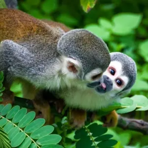 Explore 4 Days Amazon Lodge Cuyabeno Reserve for 4 days with Responsible Travel South America and discover unforgettable experiences - Photo 10