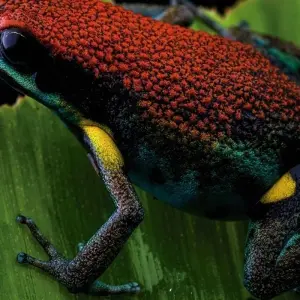 Explore 4 Days Amazon Safari Experience for 4 days with Responsible Travel South America and discover unforgettable experiences - Photo 6