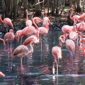 Explore 5 Days in Colombia: Birds, Bays and Cartagena Old Town for 5 days with Responsible Travel South America and discover unforgettable experiences - Photo 3