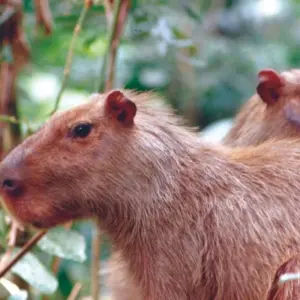 Explore 4 Days Amazon El Coca Lodge for 4 days with Responsible Travel South America and discover unforgettable experiences - Photo 4