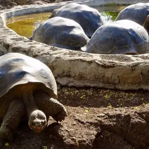 Explore 5 Days Galapagos Fascinating Nature for 5 days with Responsible Travel South America and discover unforgettable experiences - Photo 3