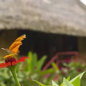 Explore 5 Days Cultural Yasuni Jungle Tour (Ticket Included) for 5 days with Responsible Travel South America and discover unforgettable experiences - Photo 7