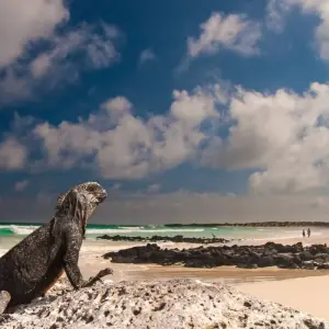 Explore 8 Days Galapagos Island Hopping in Santa Cruz and Isabela for 8 days with Responsible Travel South America and discover unforgettable experiences - Photo 2