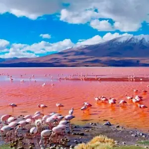 Explore 13 Days Peru & Bolivia: Andean Natural Treasures for 13 days with Responsible Travel South America and discover unforgettable experiences - Photo 9