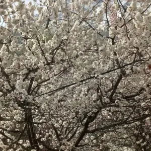 Explore 08 Days Overland Tour Hunza Gojal Valley Gilgit Pakistan for 8 days with Rock Valley Tours Pvt Ltd and discover unforgettable experiences - Photo 2