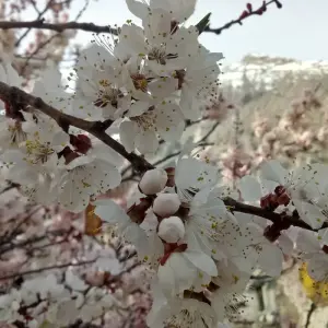 Explore 11 Days Trek  Nanga Parbat Base Camp & Hunza Gojal Valley Pakistan for 11 days with Rock Valley Tours Pvt Ltd and discover unforgettable experiences - Photo 4