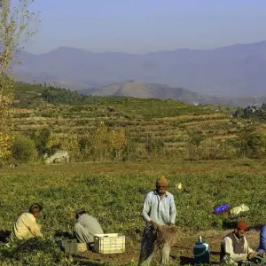 Explore 8 Days Swat Valley Cherry Blossom Tour for 8 days with Rock Valley Tours Pvt Ltd and discover unforgettable experiences - Photo 8