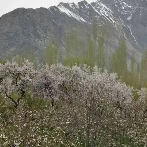 Explore 15 Days North Pakistan Tour  Chitral, Hunza Shimshal Naltar for 15 days with Rock Valley Tours Pvt Ltd and discover unforgettable experiences - Photo 6