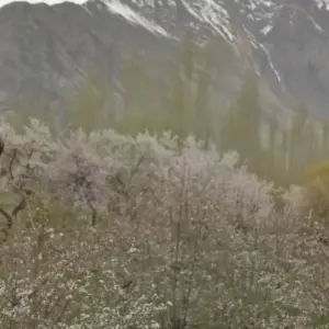 Explore 15 Days North Pakistan Tour  Chitral, Hunza Shimshal Naltar for 15 days with Rock Valley Tours Pvt Ltd and discover unforgettable experiences - Photo 8