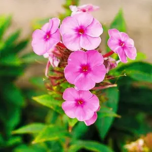 Explore 20 Days Jeep Safari Deosai Plateaus Skardu Baltistan Pakistan for 20 days with Rock Valley Tours Pvt Ltd and discover unforgettable experiences - Photo 5