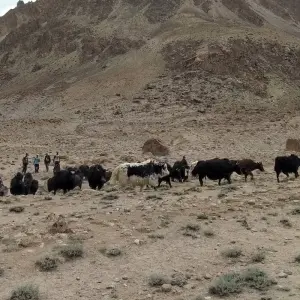 Explore 18 Days Yak Safari Shimshal Pass 4735m Hunza Pakistan for 20 days with Rock Valley Tours Pvt Ltd and discover unforgettable experiences - Photo 7