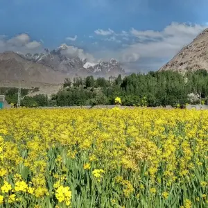 Explore 15 Days North Pakistan Tour  Chitral, Hunza Shimshal Naltar for 15 days with Rock Valley Tours Pvt Ltd and discover unforgettable experiences - Photo 11