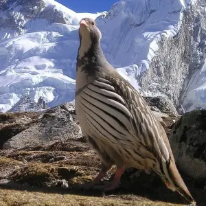 Explore 28 Days Cultural Nepal for 28 days with STM Tours LLC and discover unforgettable experiences - Photo 3