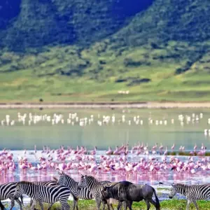Explore Victoria Falls & East Africa Adventure for 19 days with Scenic Luxury Cruises & Tours and discover unforgettable experiences - Photo 8