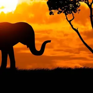 Explore Victoria Falls & East Africa Adventure for 19 days with Scenic Luxury Cruises & Tours and discover unforgettable experiences - Photo 9