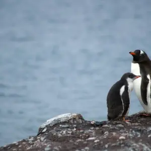 Explore Antarctica's Ross Sea: Majestic Ice & Wildlife 2026 - 24 Days (from Hobart to Dunedin) for 24 days with Scenic Luxury Cruises & Tours and discover unforgettable experiences - Photo 8