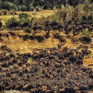 Explore Kenyan Discovery for 12 days with Scenic Luxury Cruises & Tours and discover unforgettable experiences - Photo 5