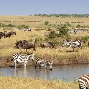 Explore Kenyan Discovery for 12 days with Scenic Luxury Cruises & Tours and discover unforgettable experiences - Photo 7