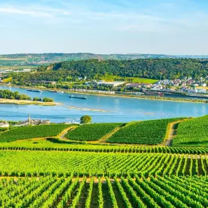 Explore Charming Castles & Vineyards of the Rhine & Moselle 2026 - 8 Days (from Zurich to Frankfurt-am-Main) for 8 days with Scenic Luxury Cruises & Tours and discover unforgettable experiences - Photo 9