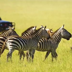 Explore Kenyan Discovery for 12 days with Scenic Luxury Cruises & Tours and discover unforgettable experiences - Photo 9