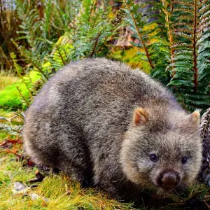 Explore Ultimate Tasmania for 13 days with Scenic Luxury Cruises & Tours and discover unforgettable experiences - Photo 5