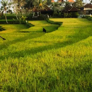 Explore Bali Experience for 10 days with TruTravels and discover unforgettable experiences - Photo 6