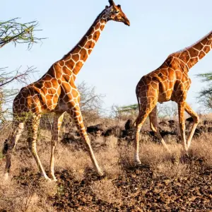 Explore 7 Days Kenya Horse Riding Safari for 7 days with Umani Bliss Safaris and discover unforgettable experiences - Photo 3