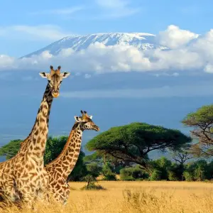 Explore 7 Days Kenya Horse Riding Safari for 7 days with Umani Bliss Safaris and discover unforgettable experiences - Photo 5