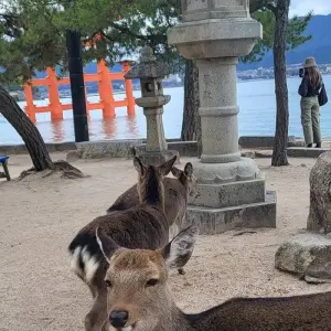 Explore 20 Days Japan UNESCO Tours (private guide & driver） for 20 days with UME Travel Co. Ltd and discover unforgettable experiences - Photo 7