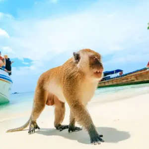 Explore 25 Days Nature Beauty of Vietnam and Thailand (private guide & driver） for 25 days with UME Travel Co. Ltd and discover unforgettable experiences - Photo 3